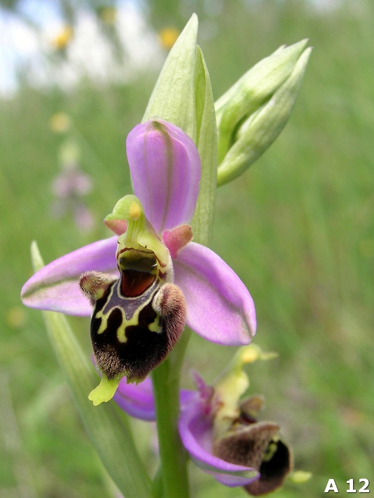 Ophrys dinarica (=Ophrys personata)  in Abruzzo